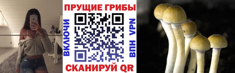Псилоцибиновые грибы прущие грибы мега маркетплейс Пудож